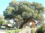 Casa Vacanza Sardegna - Casa Su Anzu A - Campagna
