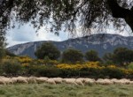 Casa Vacanza Sardegna - Casa Matteotto A - Campagna