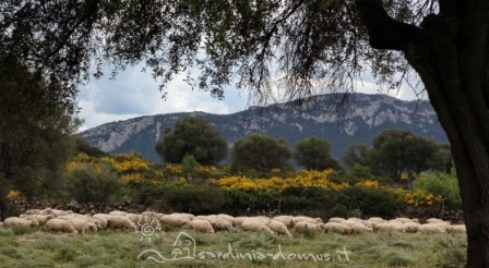 Casa Vacanza Sardegna - Casa Matteotto A - Campagna