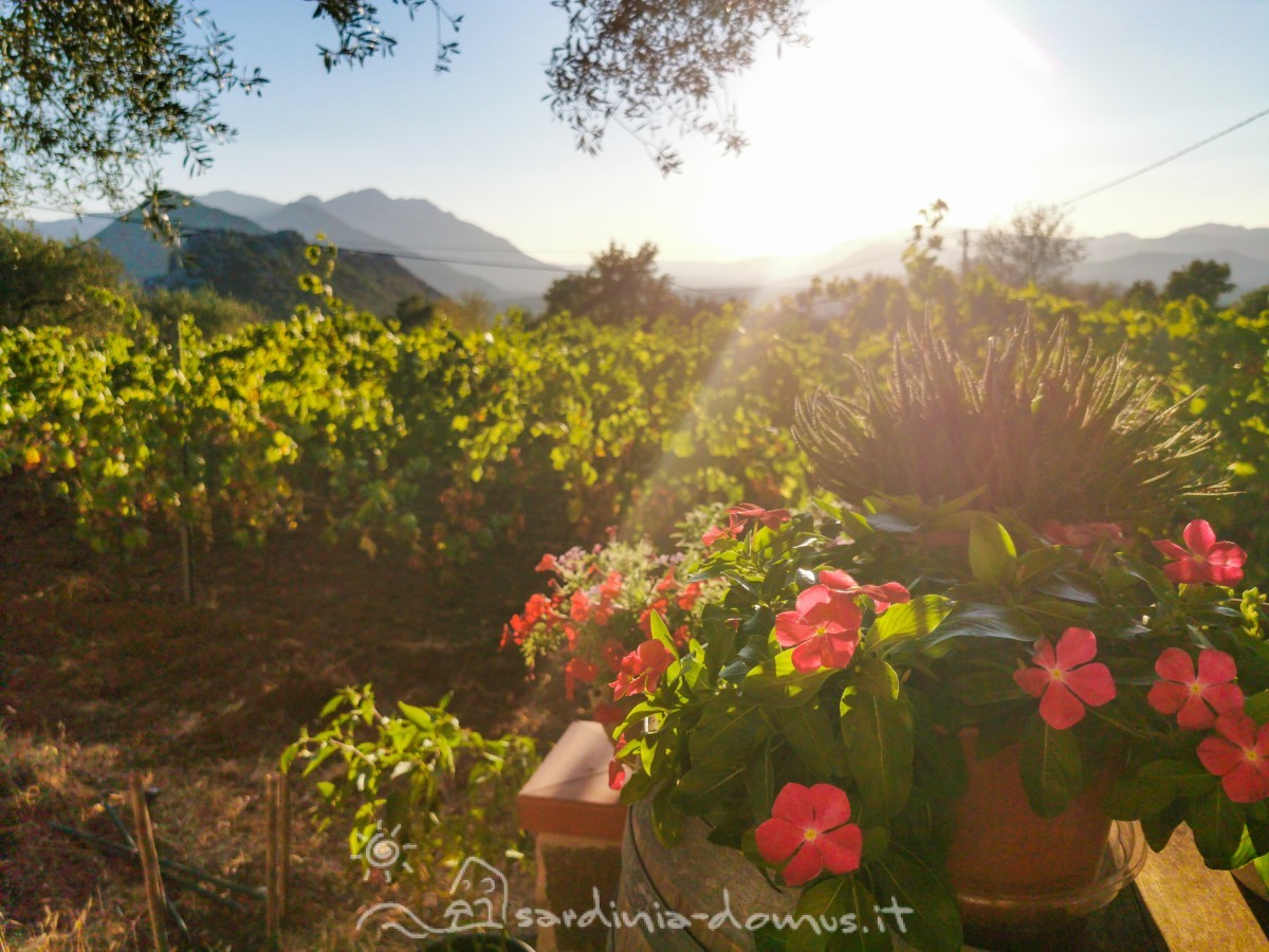 Casa-Vacanza-Sardegna-casa-canudedda-02